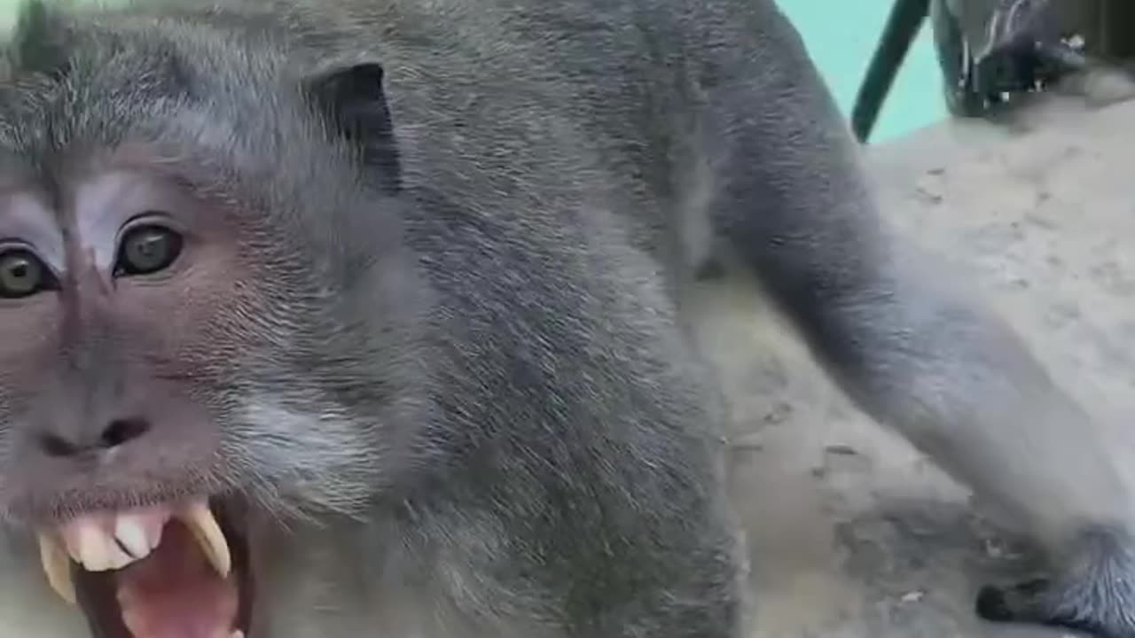 "Caretaker Scares Baboons – One Slips and They Get Mad!" 🐒😱💦