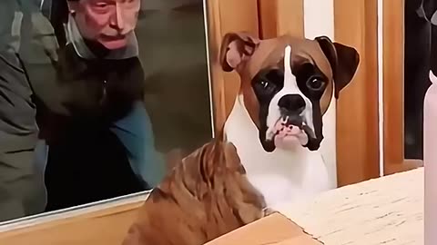 Funny dog reaction 2