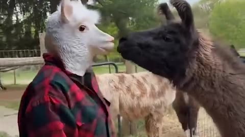 FUNNIEST Animal videos of 2024