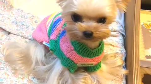 2025's Funniest Cats and Dogs – Try Not to Laugh Challenge!