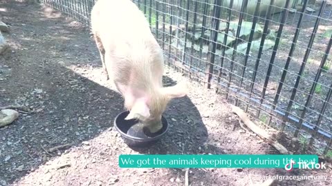 Poppy is a big fan of apple juice! 🐷🍎