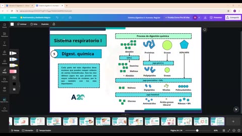 AULA 20 REGULAR 2025 - 1 | Semana 08 | Anatomía