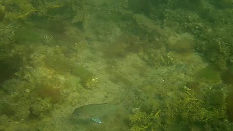 fishy close up, pairs ns