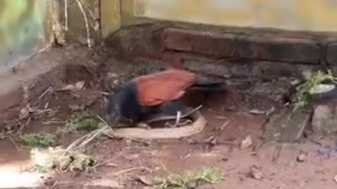 Birds 🐦 VS snake 🐍 cobra 🐍🤯