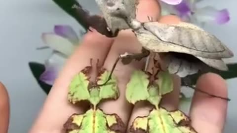 Master of Disguise – Leaf Insects Resting on a Palm
