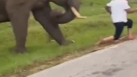 "Wild Elephant Charges at Man – You Won’t Believe This Chase!" 🐘⚡