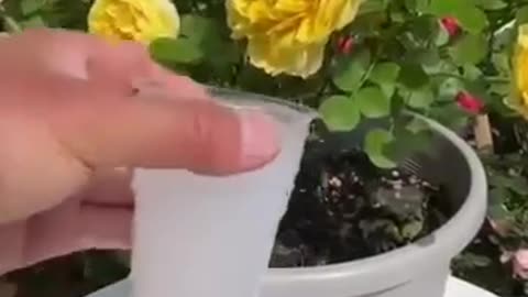 5 types of water that are extremely good for watering plants