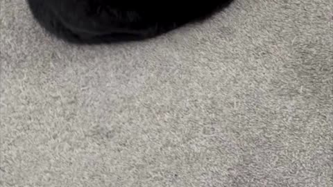 Cute Precious Piper Looks Away from the Camera - My Adopted Shelter Cat Vlog #shorts