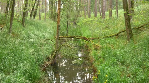 Escape to Nature: Beautiful Forest Scenery for Relaxation and Stress Relief