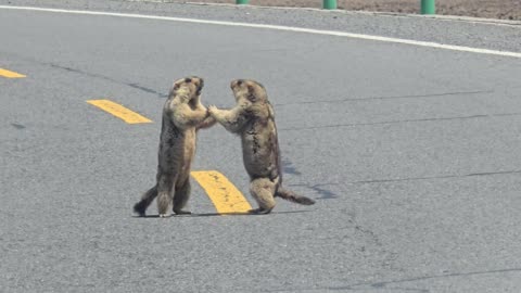 best movement of wild life
