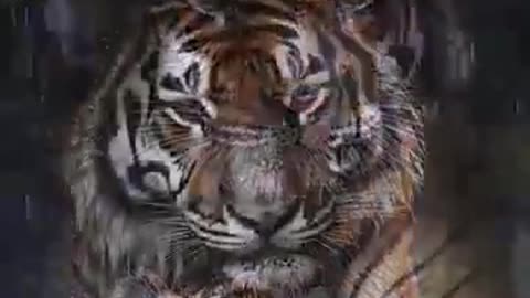 🐯🌧️ Mother Tiger’s Warm Protection! | A Powerful Display of Love in the Wild