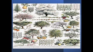 Agri Art 5 Ancient Tree Symbolism