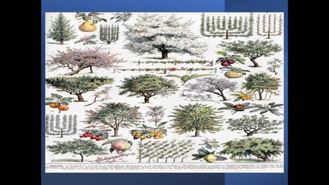 Agri Art 5 Ancient Tree Symbolism