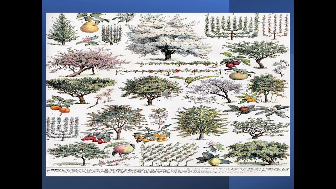Agri Art 5 Ancient Tree Symbolism