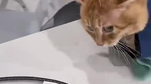 Funny Cat Videos