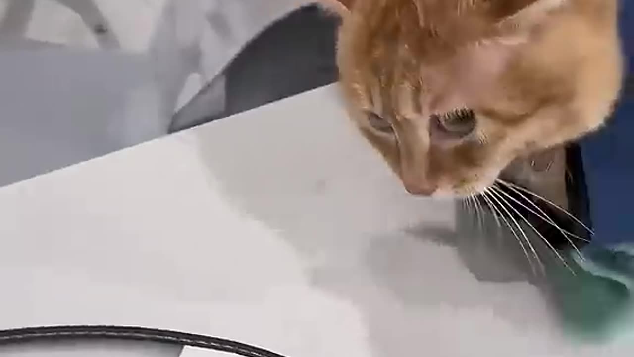 Funny Cat Videos