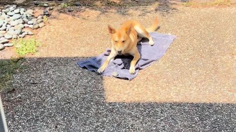 🐶😂 Daisy's Epic Bark-Off For Her Favorite Rock | FunFM