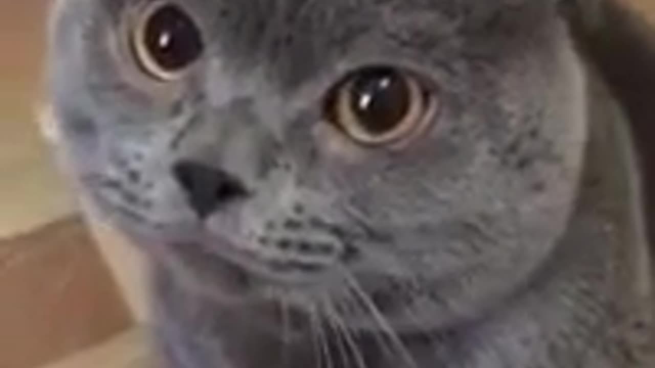 Speaking Cat