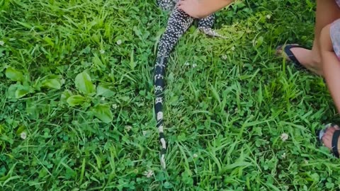 Alligator