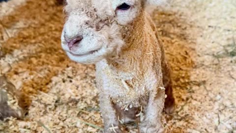 Controversy Erupts Over Carrie Underwood’s Farm Animal Named Jamal Roberts - WorldEye