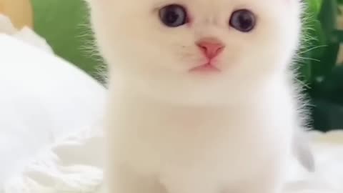 Cute cat 🐈and lamb funny video ☺️