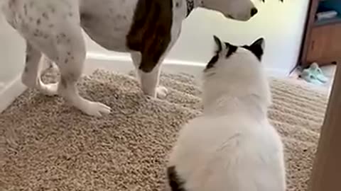 Funny Dog Becomes Scaredy Cat Around Family's Feline!