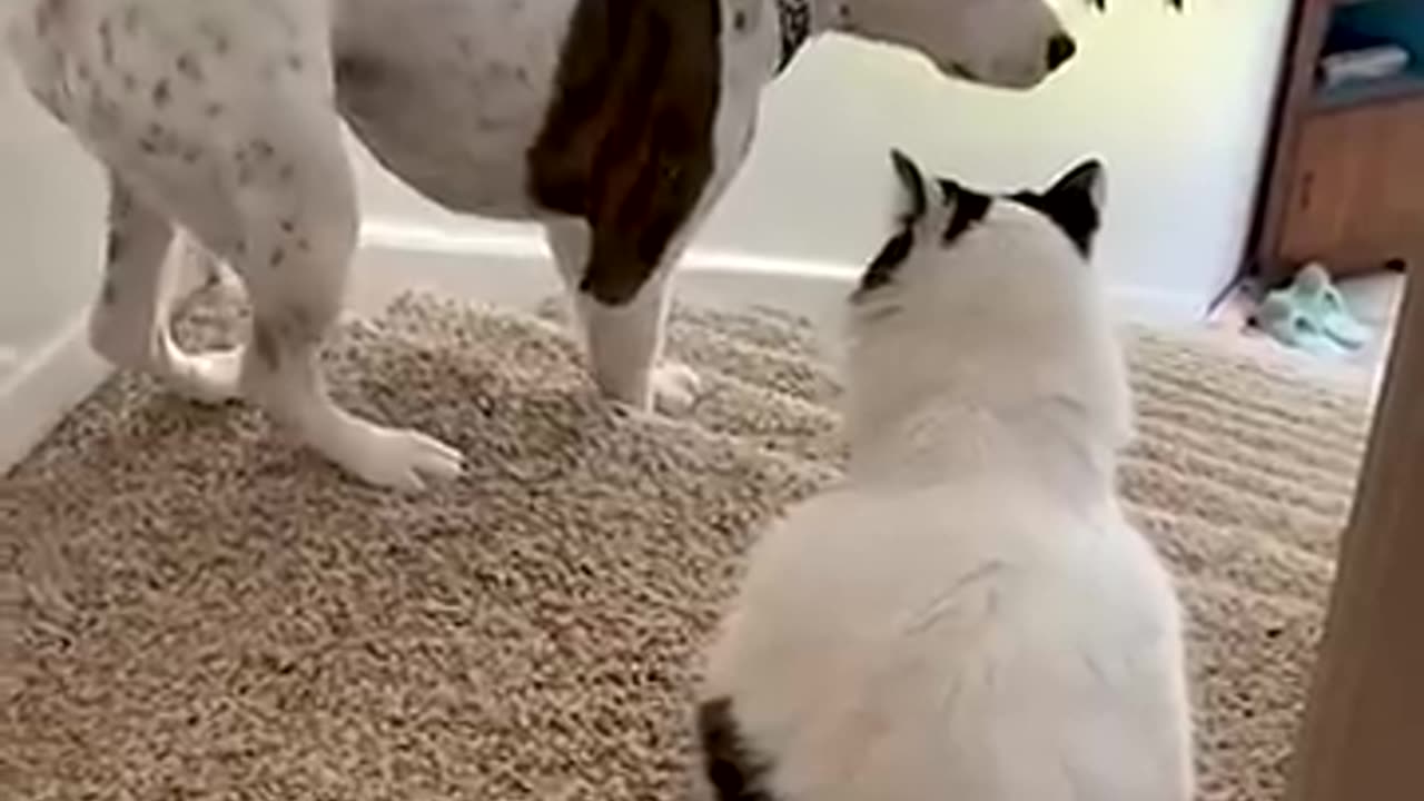 Funny Dog Becomes Scaredy Cat Around Family's Feline!