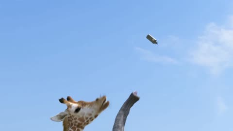 Giraffe and elephant fight