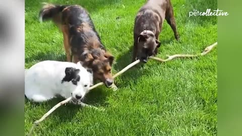 30 Minutes of Funny Dogs The Pet Collective 8.96M subscribers Subscribe