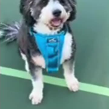 A Man or Woman's Best Friend Will Be There For You