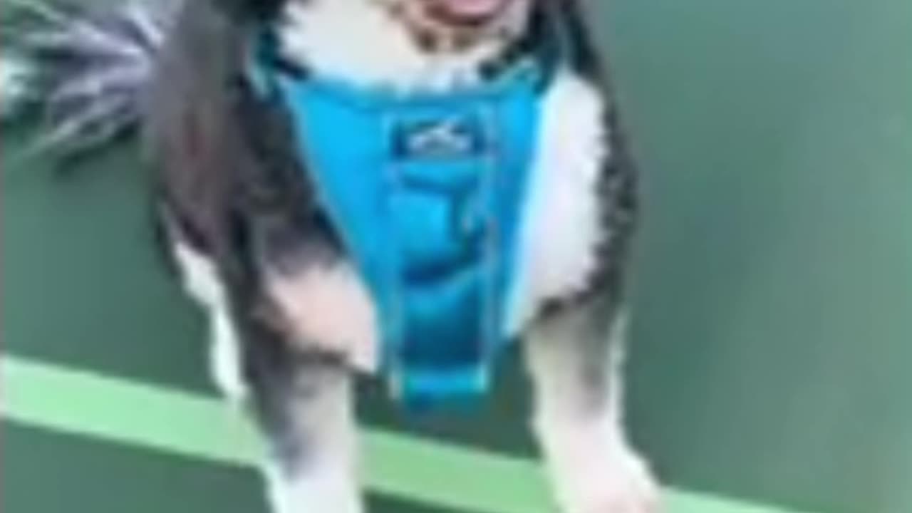 A Man or Woman's Best Friend Will Be There For You