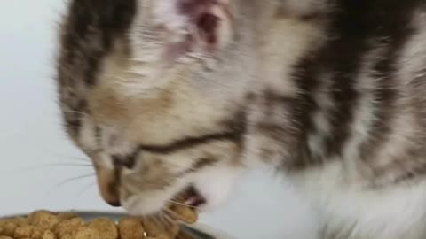 Meet the Cat That Broke the Cute Meter 😻💥 Watch Till the End!