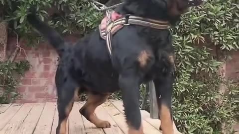 Don’t Mess With This Rottweiler! / Nu Te Pune cu Rottweilerul Ăsta! 😤🐶