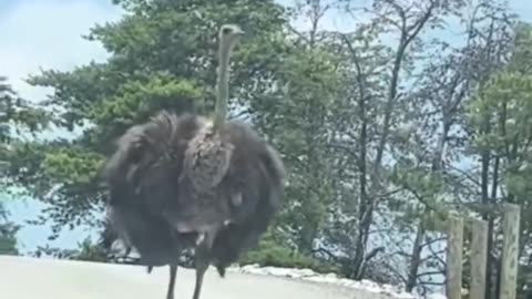 😂 You'll Love This Bird's Bold Strut! | FunFM