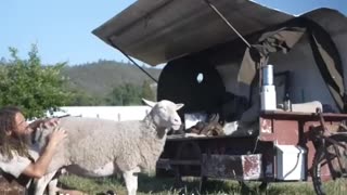 Nomadic Shepherd