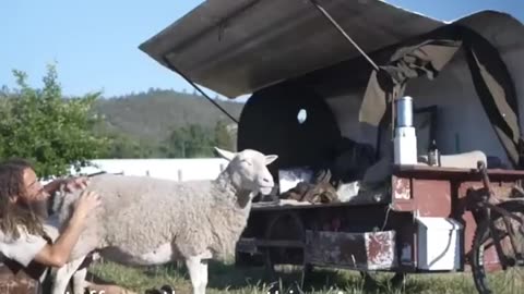 Nomadic Shepherd