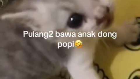 Funny Animal