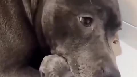 She gave birth to her first baby and couldn't stop hugging it..🐶♥️
