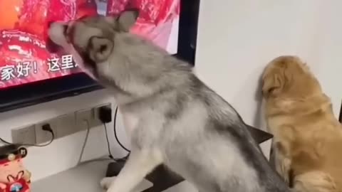 funny dogs🐶🐕 video so funniest things