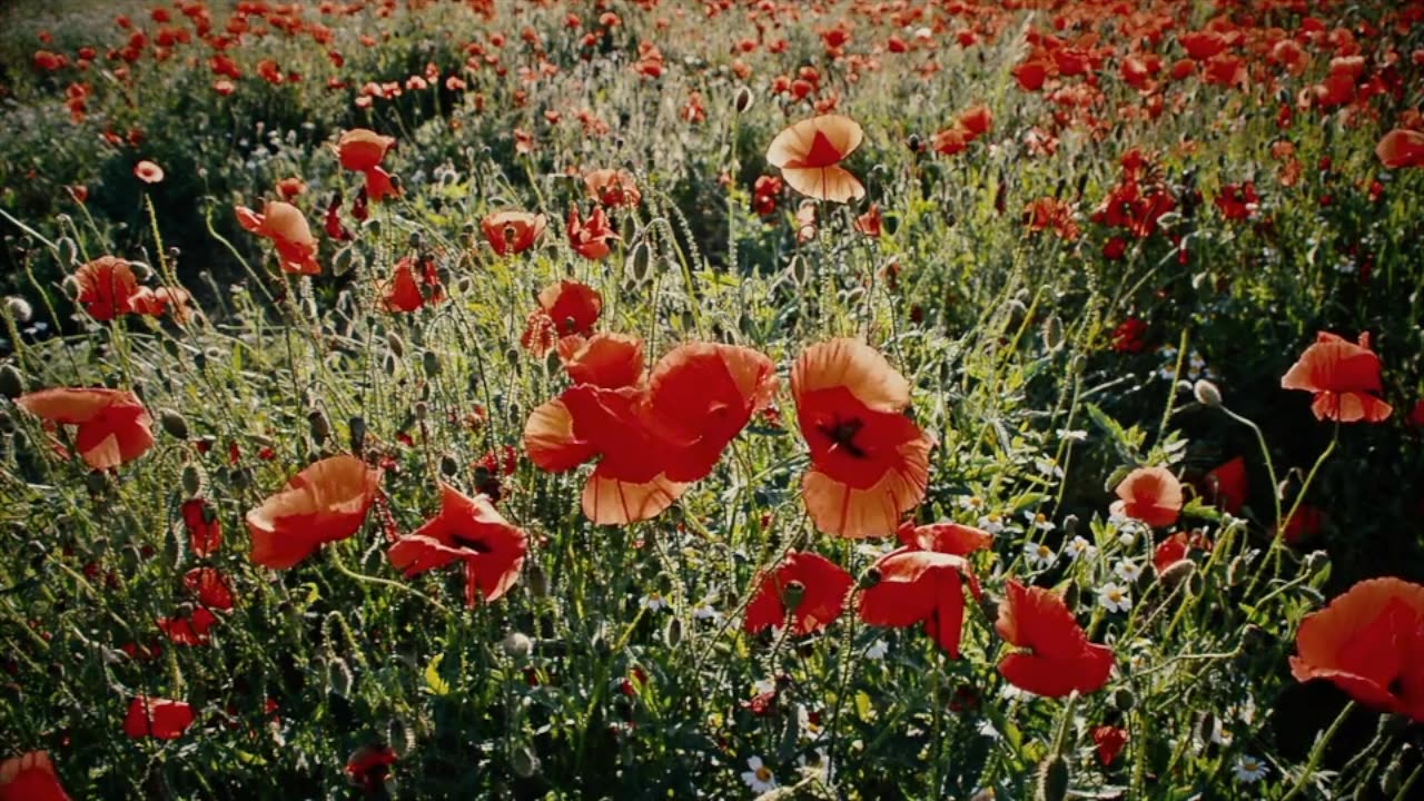 UNWIND WITH NATURE, AMAZING COLORS OF SPRING, SPRING FLOWERS, POPPY, #poppy #spring #shorts