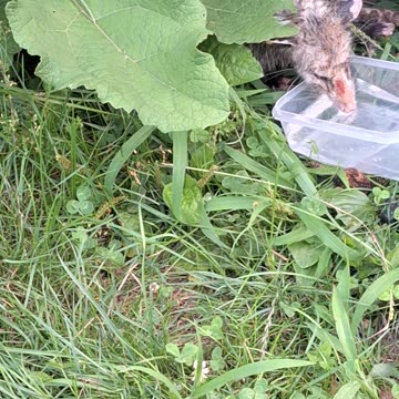 Possum was stuck in a trash can and dehydrated(feeling better)2