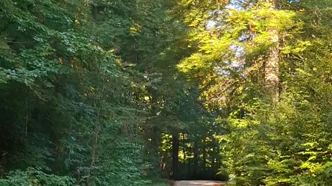 The role of neuroplasticity, behavioral plasticity, and cultural adaptability in human conformity...