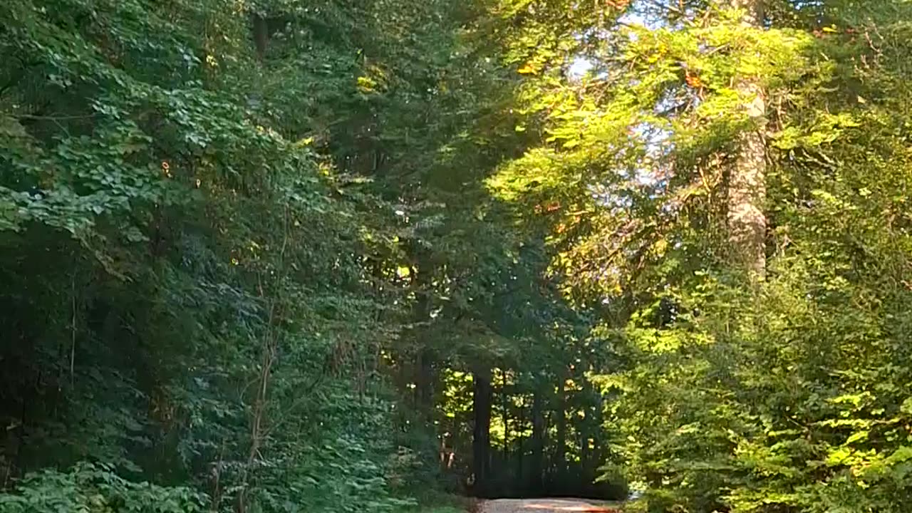 The role of neuroplasticity, behavioral plasticity, and cultural adaptability in human conformity...