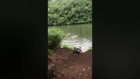 Try Not To Laugh