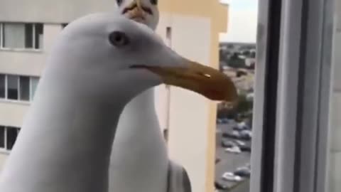 Amazing video