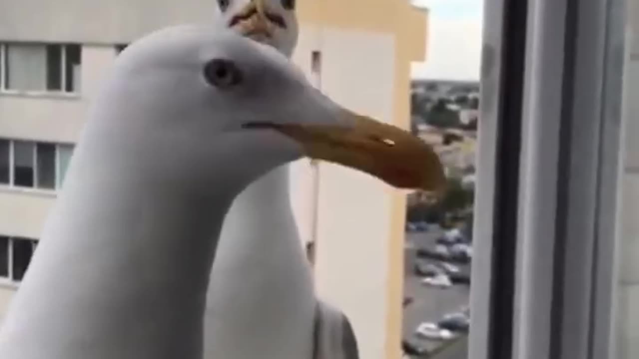 Amazing video