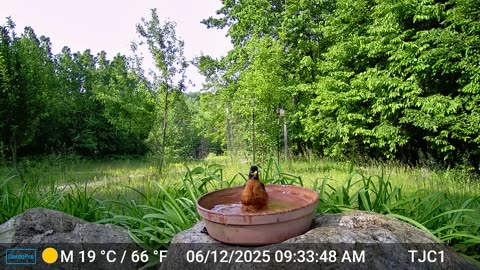 Robin Enjoying a Bath