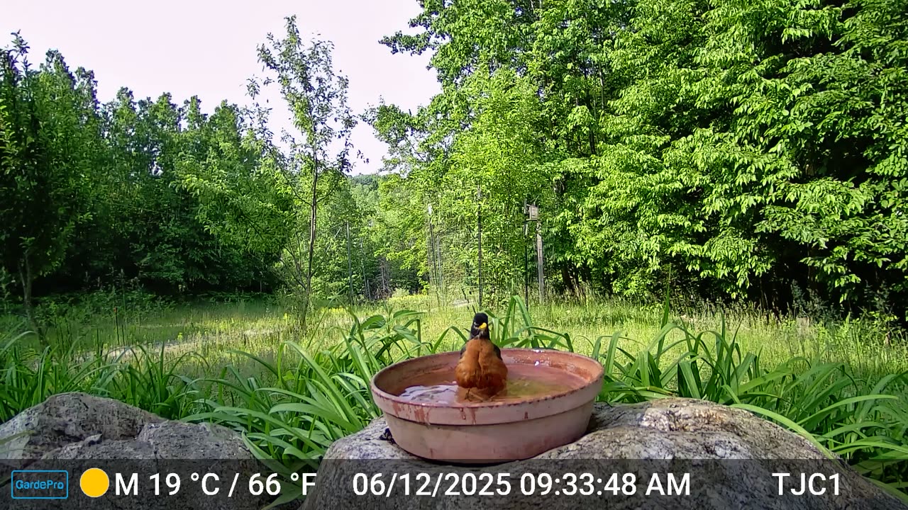 Robin Enjoying a Bath