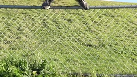 How Animals Jump Over Fences LOL!