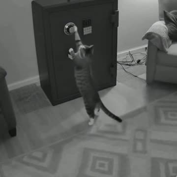 “CCTV Caught My Cat Cracking the Safe?!